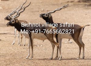 Bishnoi Village Safari Tour Jodhpur place picture