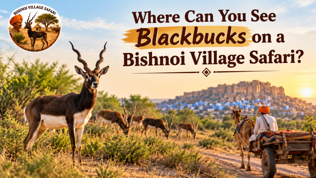 Where Can You See Blackbucks on a Bishnoi Village Safari?